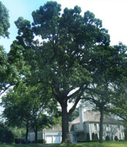 Trees Are Good