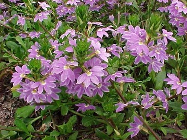 Australian fan flower