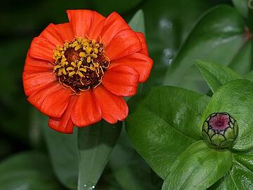 Zinnia