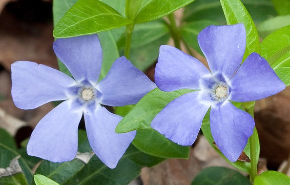 periwinkle