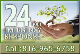 emergency tree care Kansas City