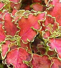 coleus