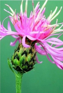 spotted knapweed