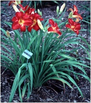 daylilly