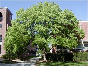 trident maple