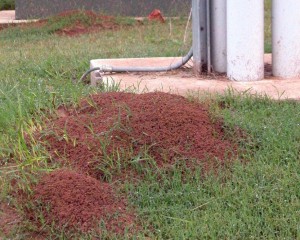ant mounds