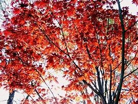 Pruning Your Trees for the Fall Season