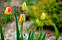 Planting Tulips in the Fall
