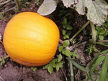 Grow Your Own Pumpkin for Halloween