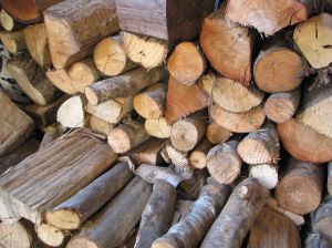 tree care 
