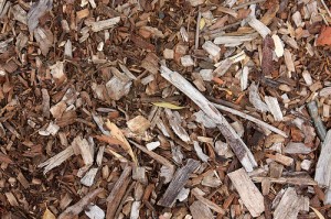 Tree healthcare Kansas City tree service