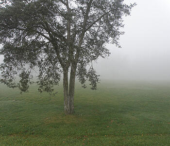 Tree maintenance Kansas City area