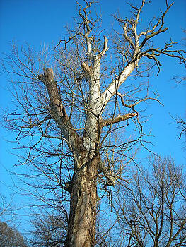 Tree maintenance Kansas City