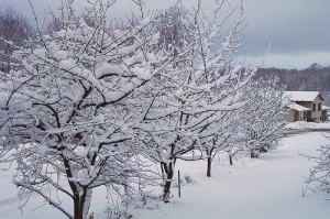 winter tree care Kansas City
