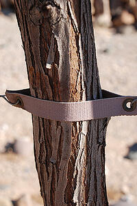 tree healthcare services