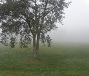tree healthcare