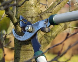 tree maintenance health care