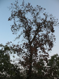 tree healthcare Kansas City