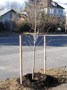 planting trees Kansas City