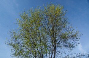 tree healthcare maintenance Kansas City