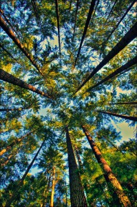 tree service Kansas City