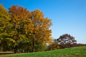 tree services Kansas City