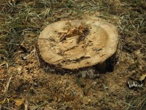 tree maintenance