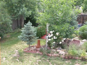 tree care yard maintenance
