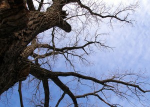 tree maintenance 