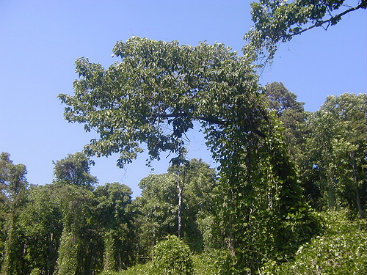 tree care services Kansas City