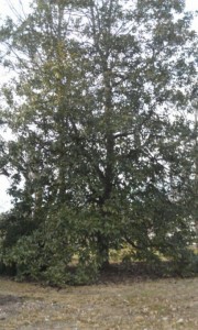 Kansas City tree care