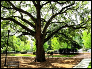 tree healthcare