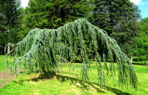 tree care Kansas City