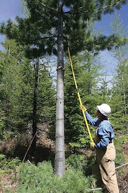 pruning-limbs