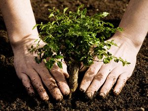 planting trees