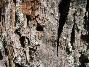 tree healthcare