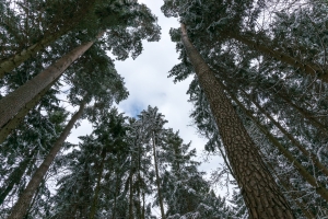 tree care