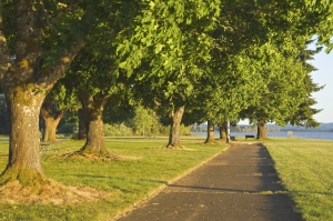 tree maintenance Kansas City