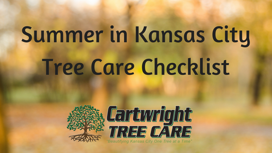 Summer in Kansas City – Tree Care Checklist