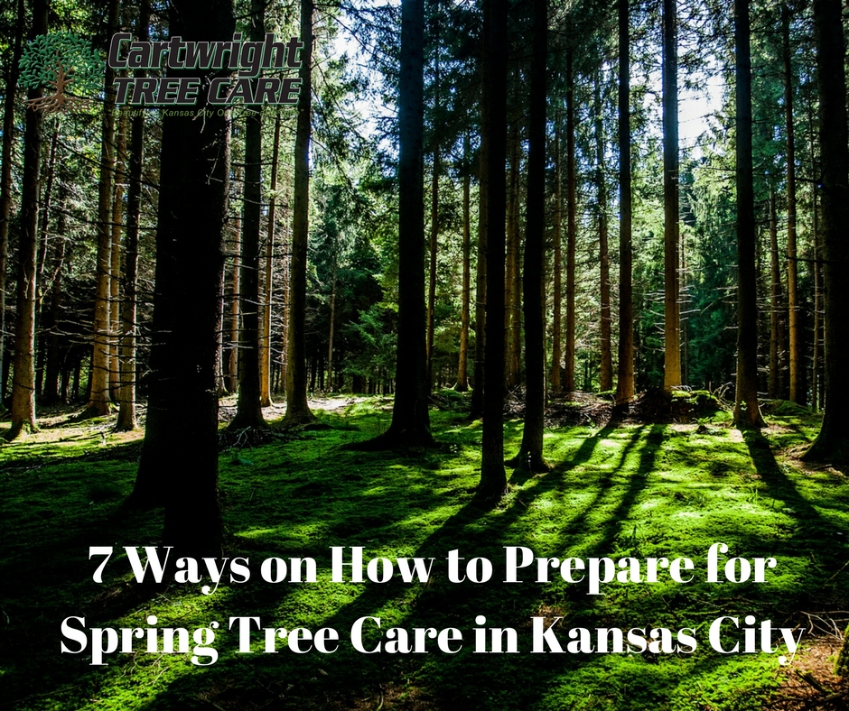 7 Ways on How to Prepare for Spring Tree Care in Kansas City.png