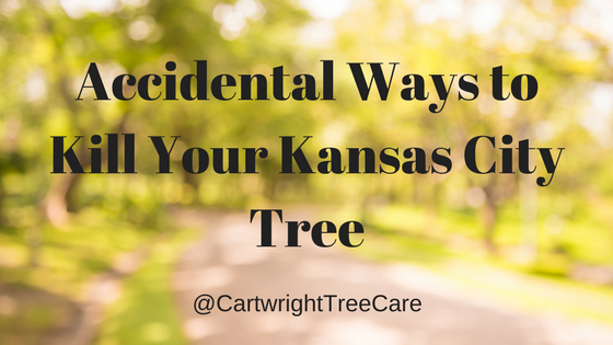 Accidental Ways to Kill Your Kansas City Tree