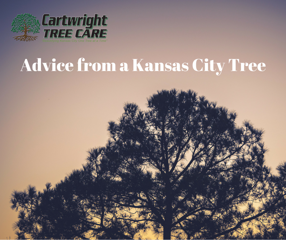 Advice From A Kansas City Tree.png