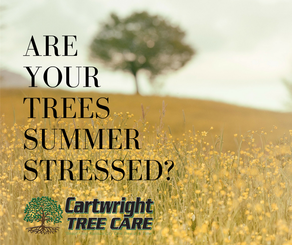 Are Your TreesSummer Stressed-.png