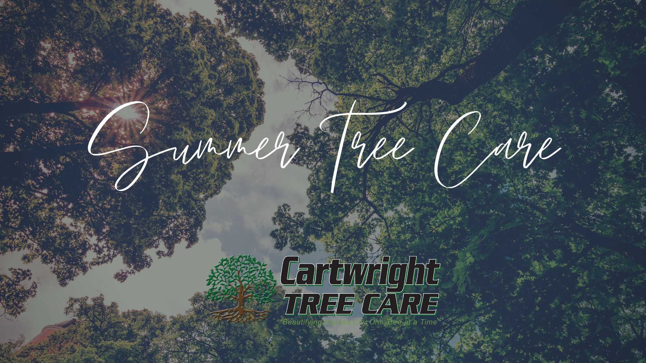 Aug 1 - Blog - Summer Tree Care-1