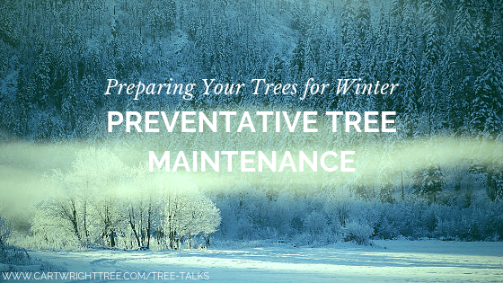 Preventative Tree Maintenance