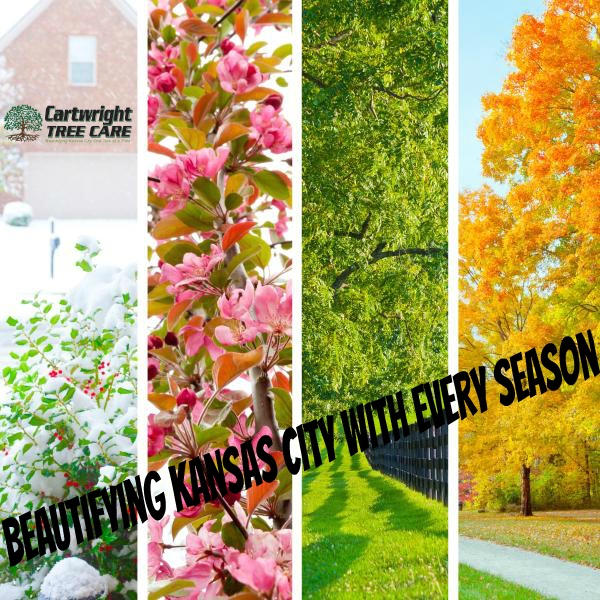Beautifying_Kansas_City_With_Every_Season.jpg