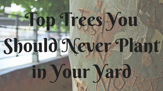 Bad Trees