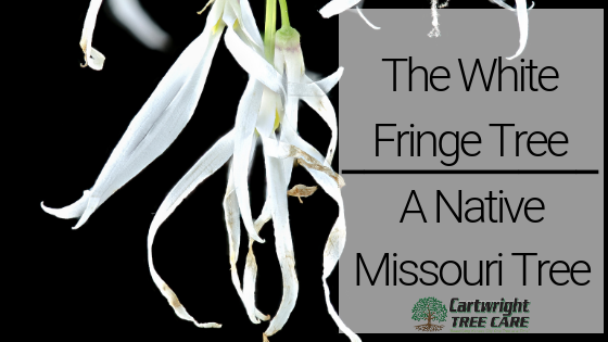 White Fringe Tree
