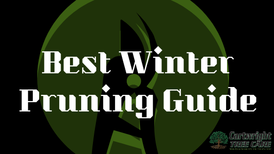 Winter Pruning