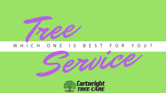 Tree Service